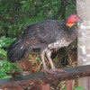 Brushturkey