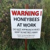 Honeybees at work