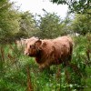 Highland cattle