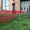 Remembrance poppies, Kelvinside&nbsp;Academy