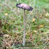 Tentsmuir fungi