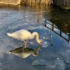 Swan on frozen&nbsp;canal