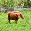 Highland cattle