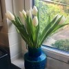 Tulips from a&nbsp;stranger