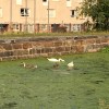 Maryhill swans