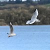 Birds in flight, Castle&nbsp;Semple