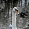 Castle Semple swan
