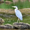 Teviot heron