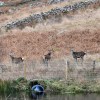 Loch Etive deer