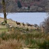Loch Etive deer