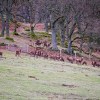 Loch Etive deer