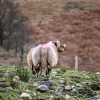 Loch Etive sheep