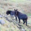 Donkeys near Oban