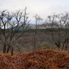 Glen Nant