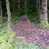 Fearnoch Forest ant&nbsp;hills