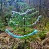 Fearnoch Forest Christmas&nbsp;tree