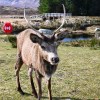 Kingshouse deer