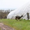 Fruit farm deer