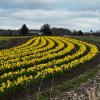 Daffodil field, Montrose