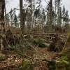 Fallen trees near&nbsp;Edzell