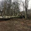 Fallen trees near&nbsp;Edzell