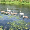 Firhill swans