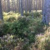 Strathspey forest walks
