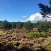Strathspey forest walks