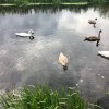 Glasgow swans