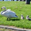 Swans at Port&nbsp;Glasgow