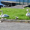 Swans at Port&nbsp;Glasgow