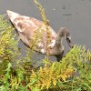 Maryhill cygnet