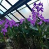 Orchid House, Botanic&nbsp;Gardens
