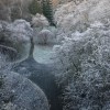 Frosty Arboretum