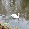 Maryhill swan