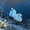 Maryhill swans