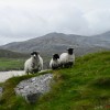 Carnish sheep