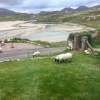 Carnish sheep
