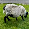Carnish sheep