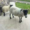 Carnish sheep