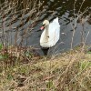 Firhill swan