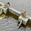 Clyde ducks