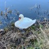 Maryhill swan