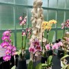 Glasgow Botanic Gardens Orchid&nbsp;Fair