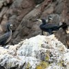 Cormorants / shags