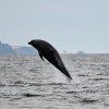 Dolphins on Moray&nbsp;Firth