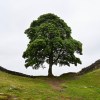 Sycamore Gap, Hadrian’s&nbsp;Wall