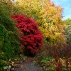 Autumn colour at Leith&nbsp;Hall