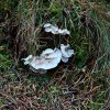 Fungi at The&nbsp;Bin
