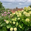 Pittenweem garden
